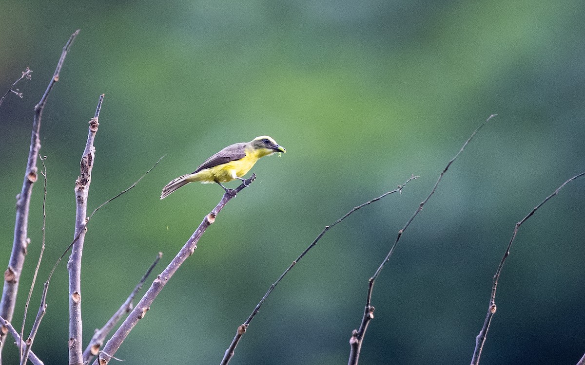 Lemon-browed Flycatcher - ML645769711