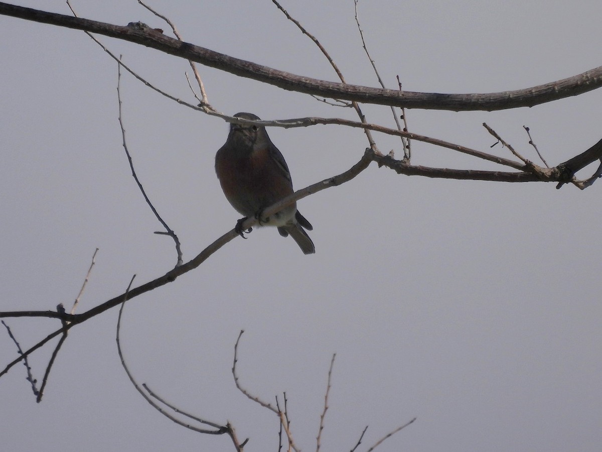 Western Bluebird - ML645769712