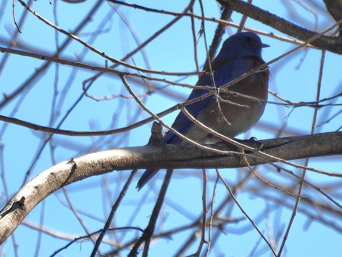 Western Bluebird - ML645769713