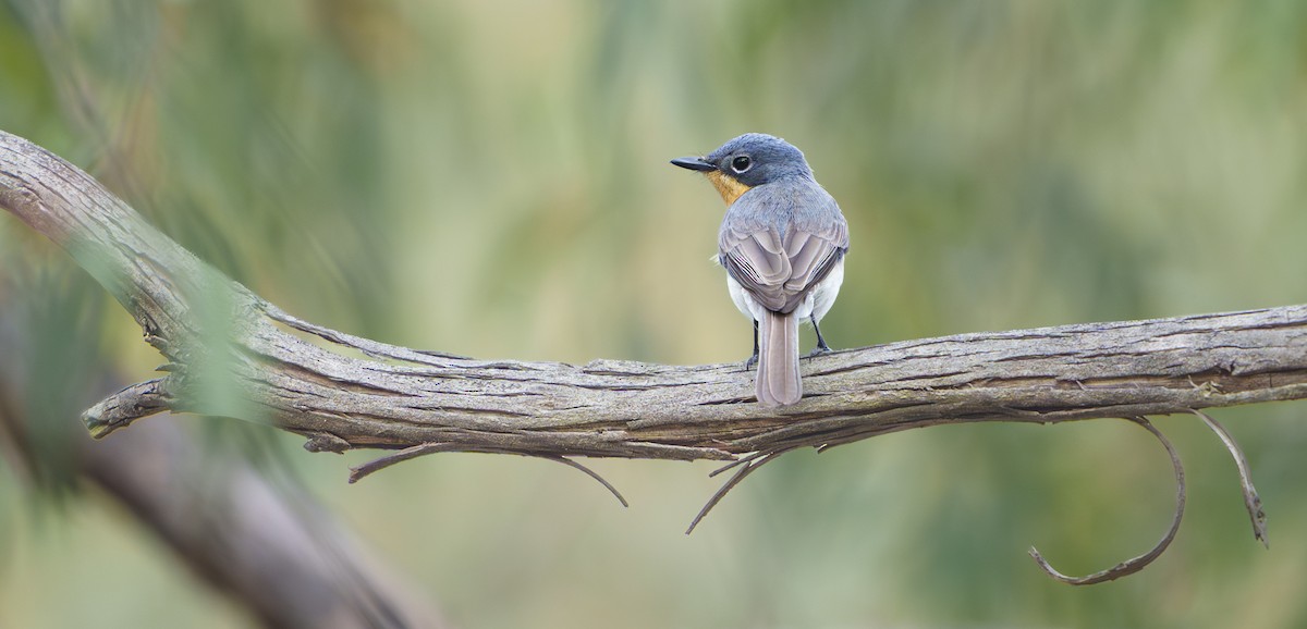 Leaden Flycatcher - ML645769714