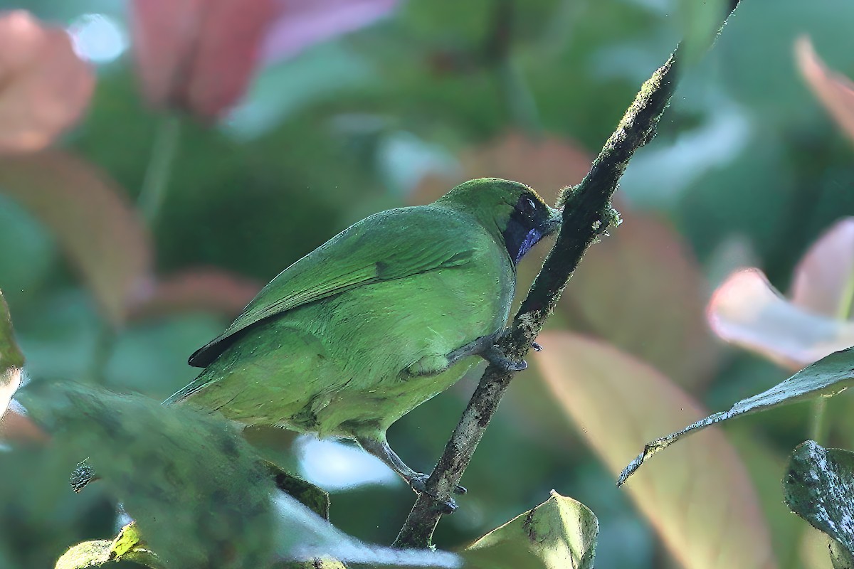Golden-fronted Leafbird - ML645769716