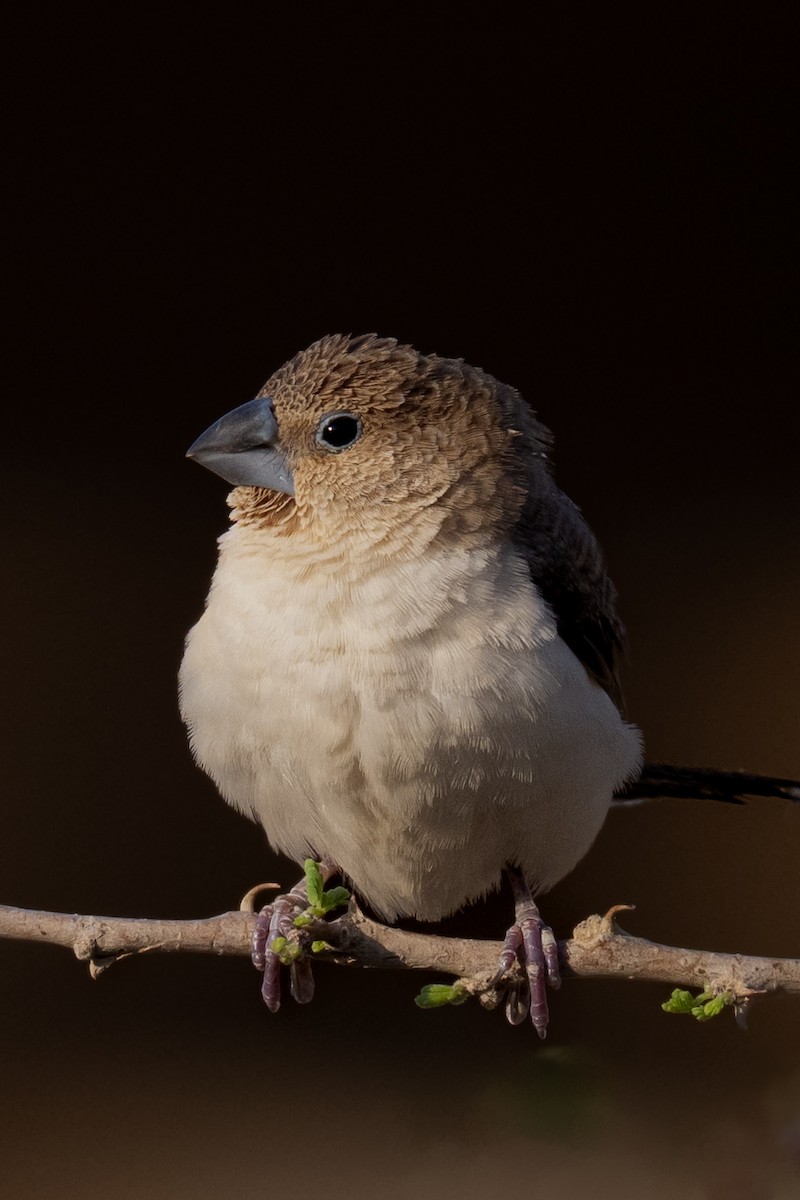 savannesølvnebb - ML645769717