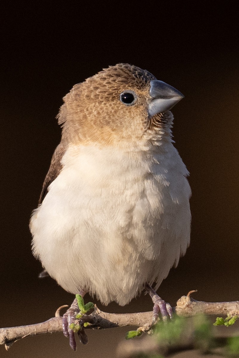 savannesølvnebb - ML645769718