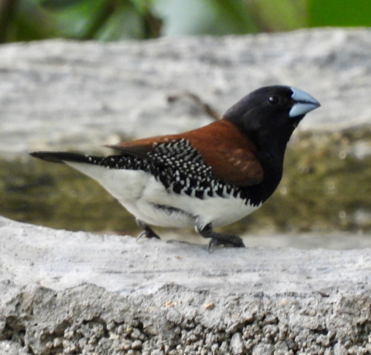 クロシチホウ（nigriceps／woltersi） - ML645769719