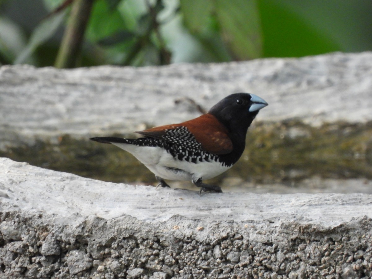 クロシチホウ（nigriceps／woltersi） - ML645769720