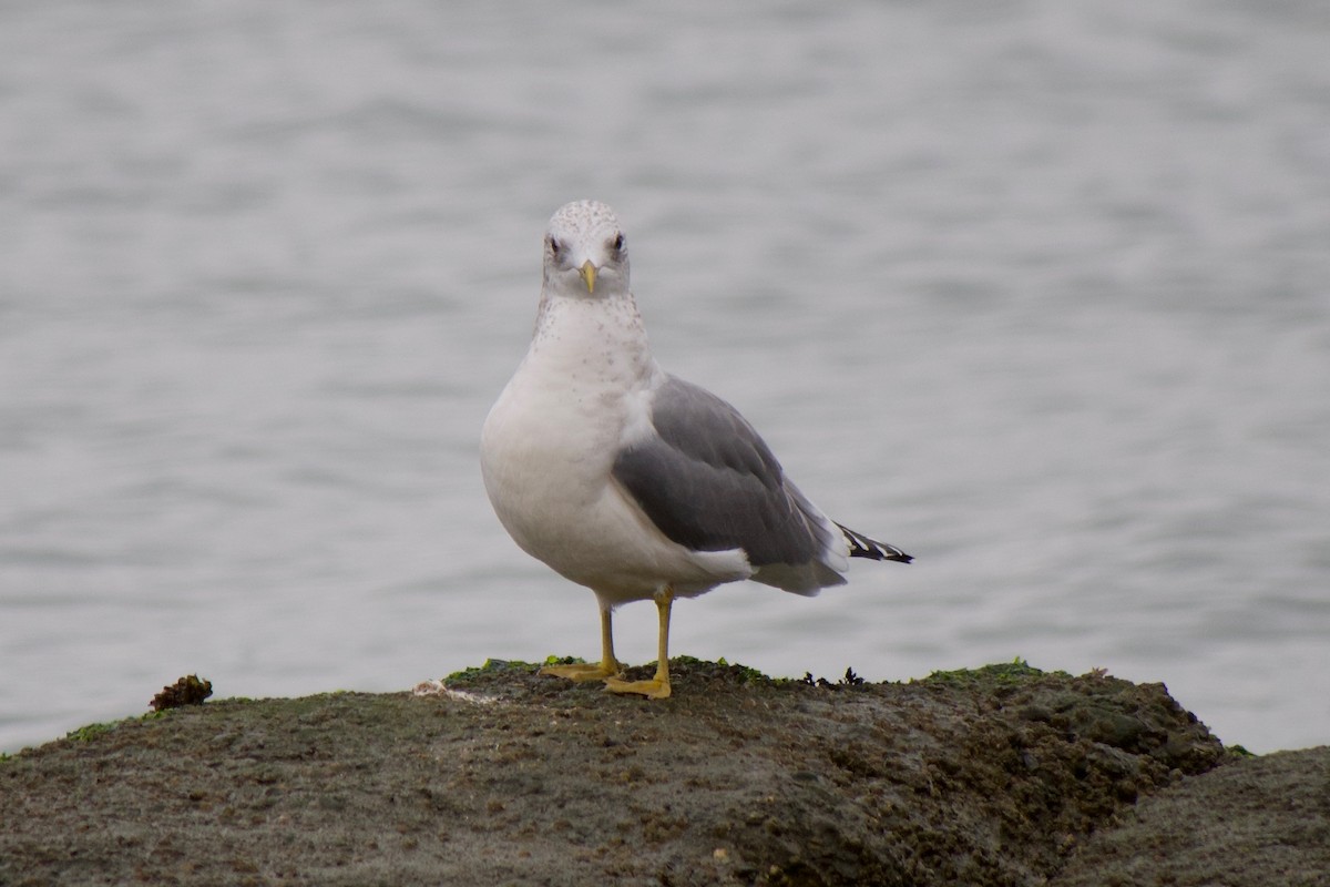 Gaviota de Alaska - ML645769721