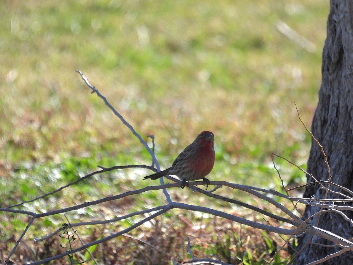 Roselin familier - ML645769723