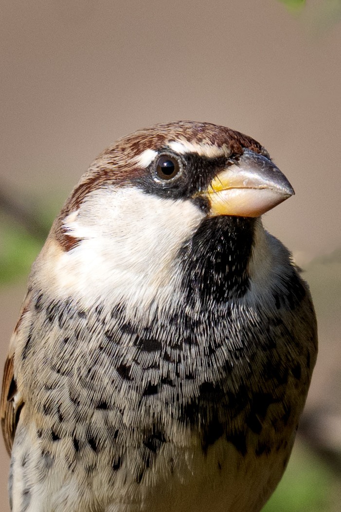 Spanish Sparrow - ML645769724