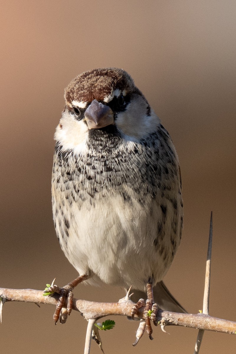 Gorrión Moruno - ML645769725