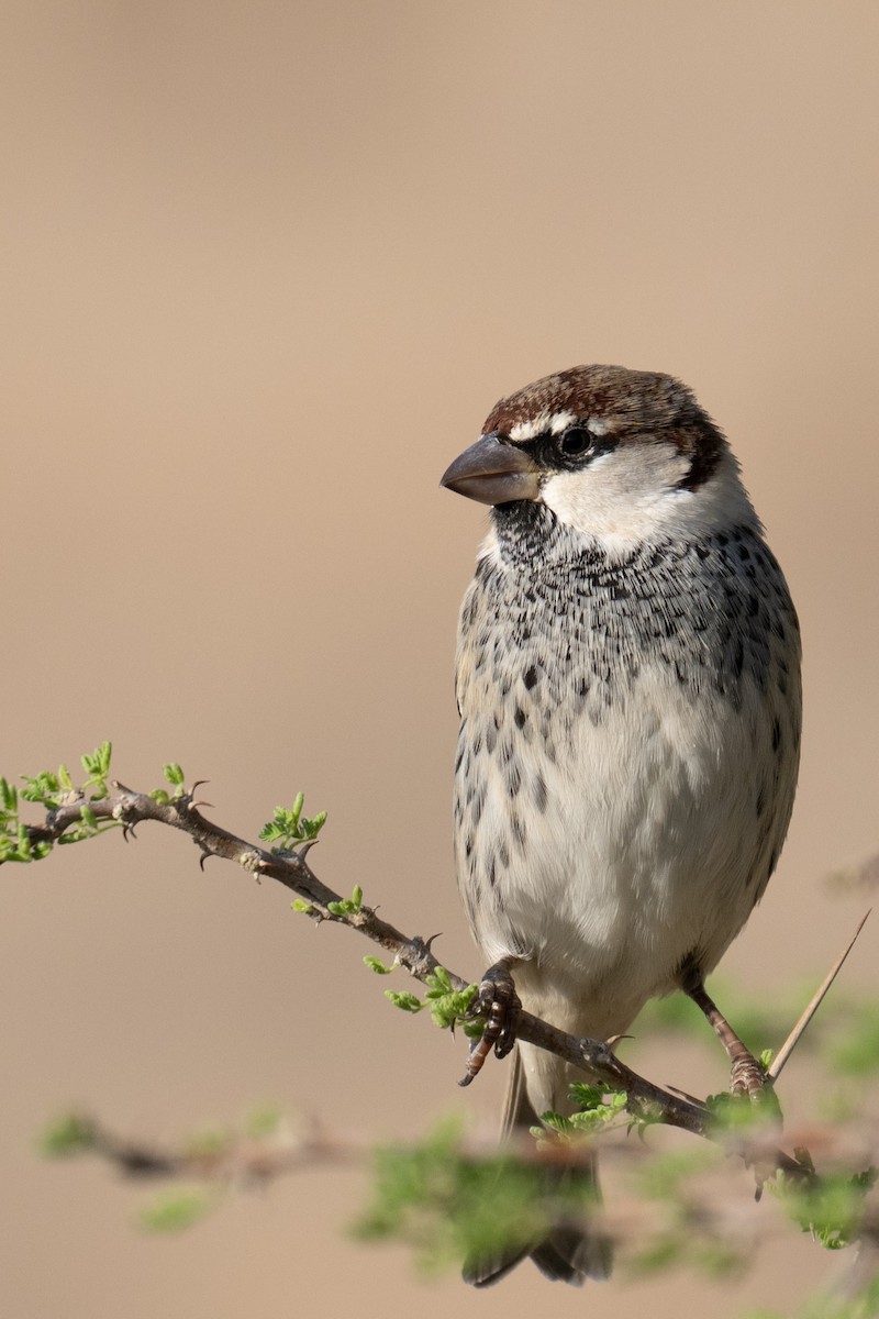 Gorrión Moruno - ML645769726