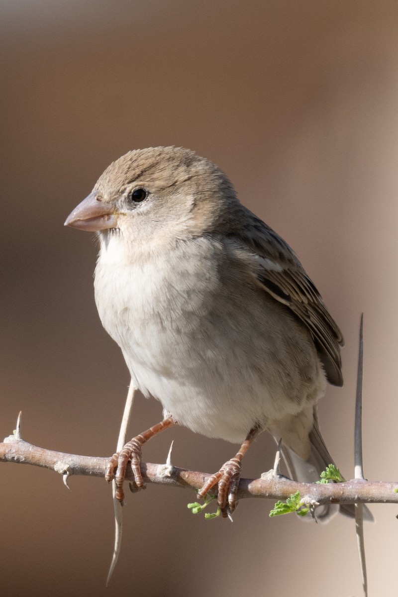 Gorrión Moruno - ML645769727