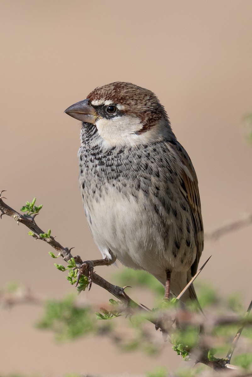 Gorrión Moruno - ML645769728