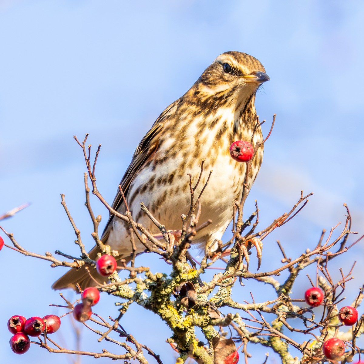 Zorzal Alirrojo - ML645769729