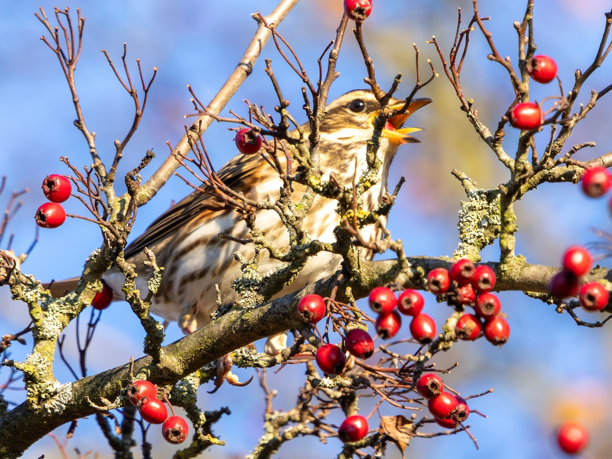 Zorzal Alirrojo - ML645769730