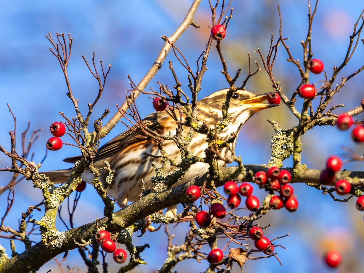 Zorzal Alirrojo - ML645769731