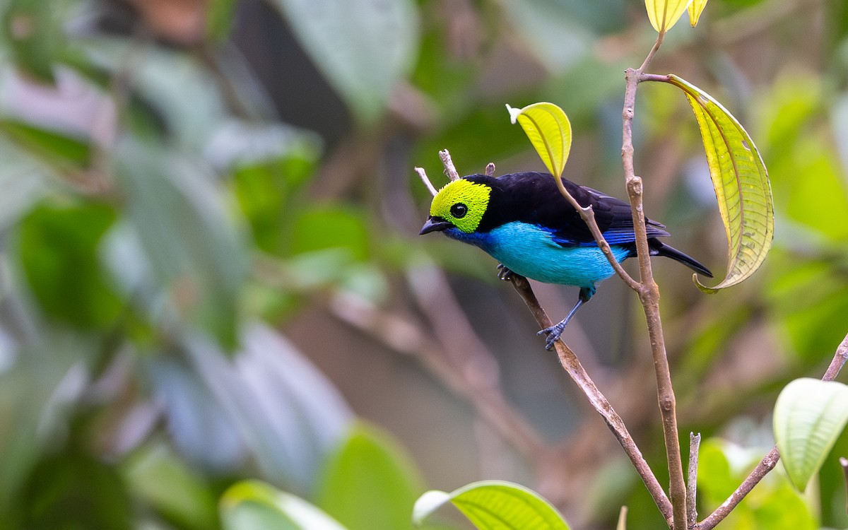 Tangara del Paraíso - ML645769732