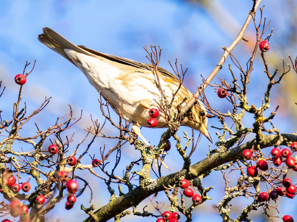 Zorzal Alirrojo - ML645769733