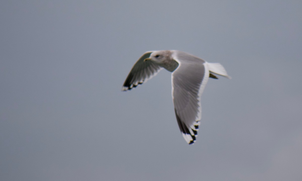 Gaviota de Alaska - ML645769734