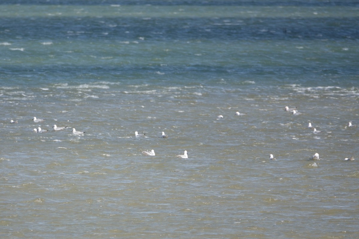 Gaviota Picofina - ML645769735