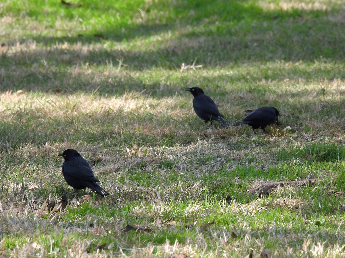 Zanate de Brewer - ML645769736