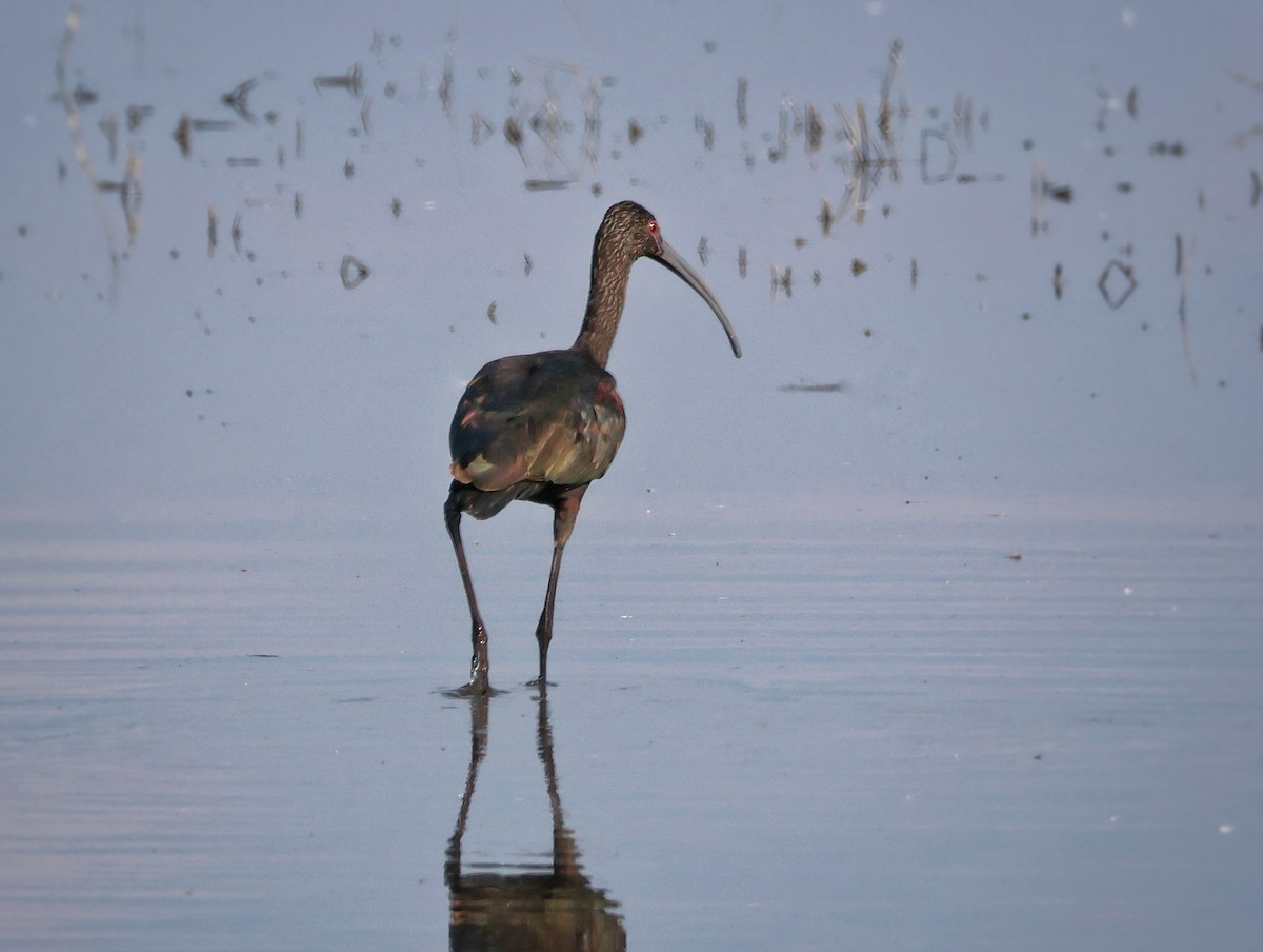 Morito Cariblanco - ML645769738