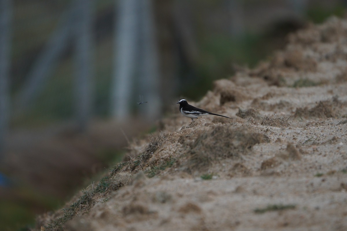 Lavandera India - ML645769740