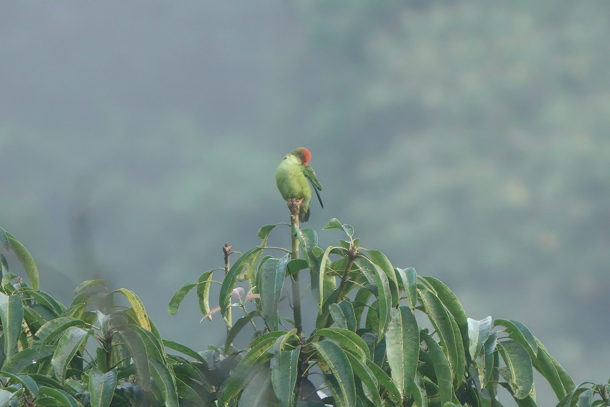 Lorículo de Sri Lanka - ML645769741