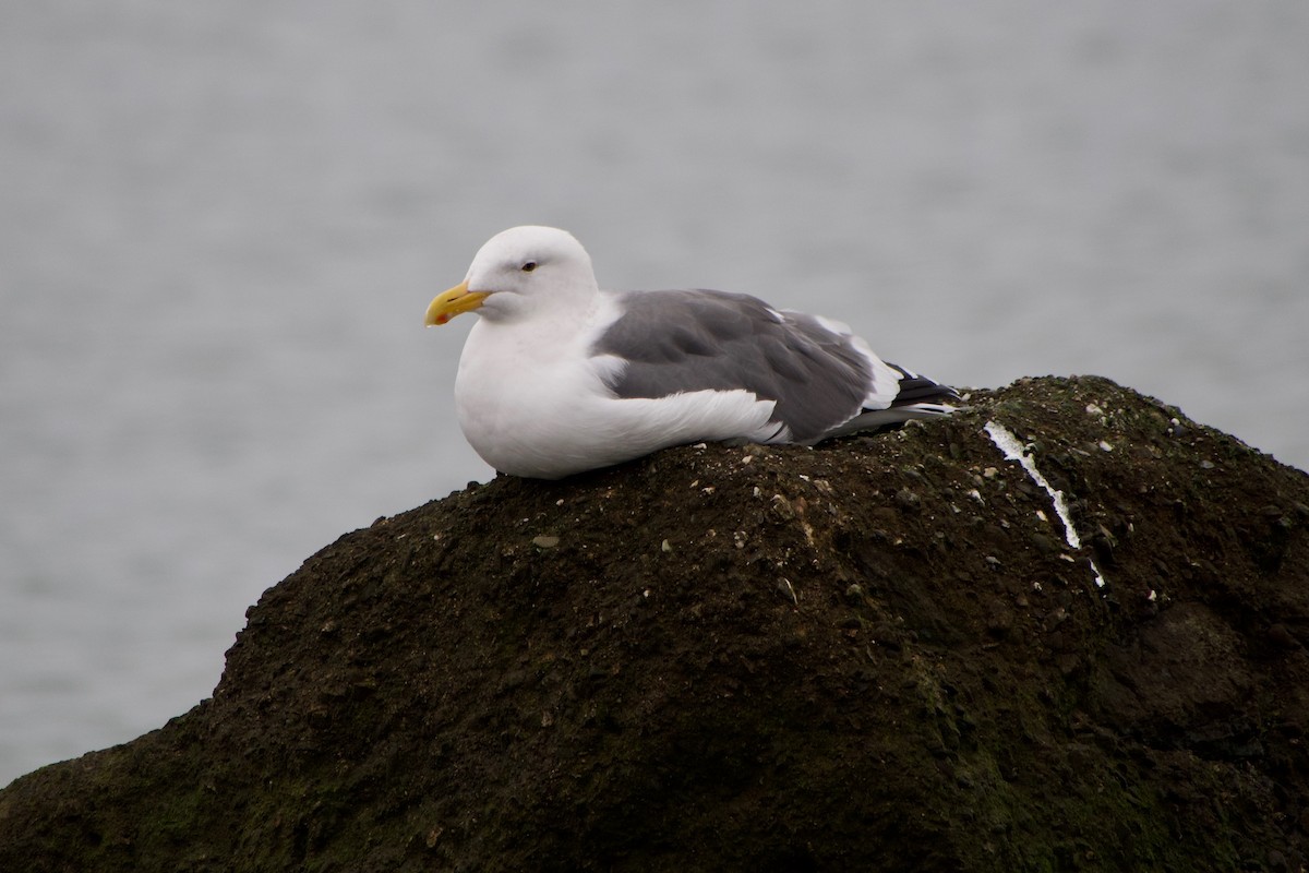 Gaviota Occidental - ML645769743