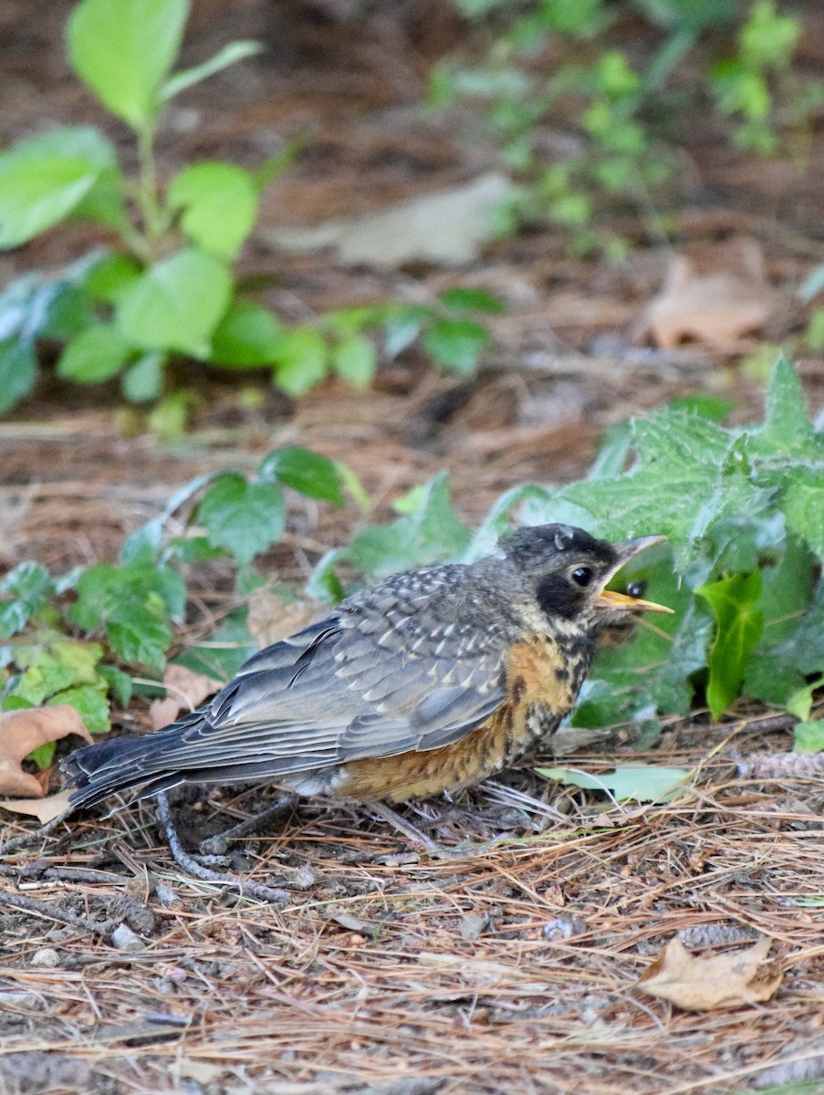 Zorzal Americano - ML645769744