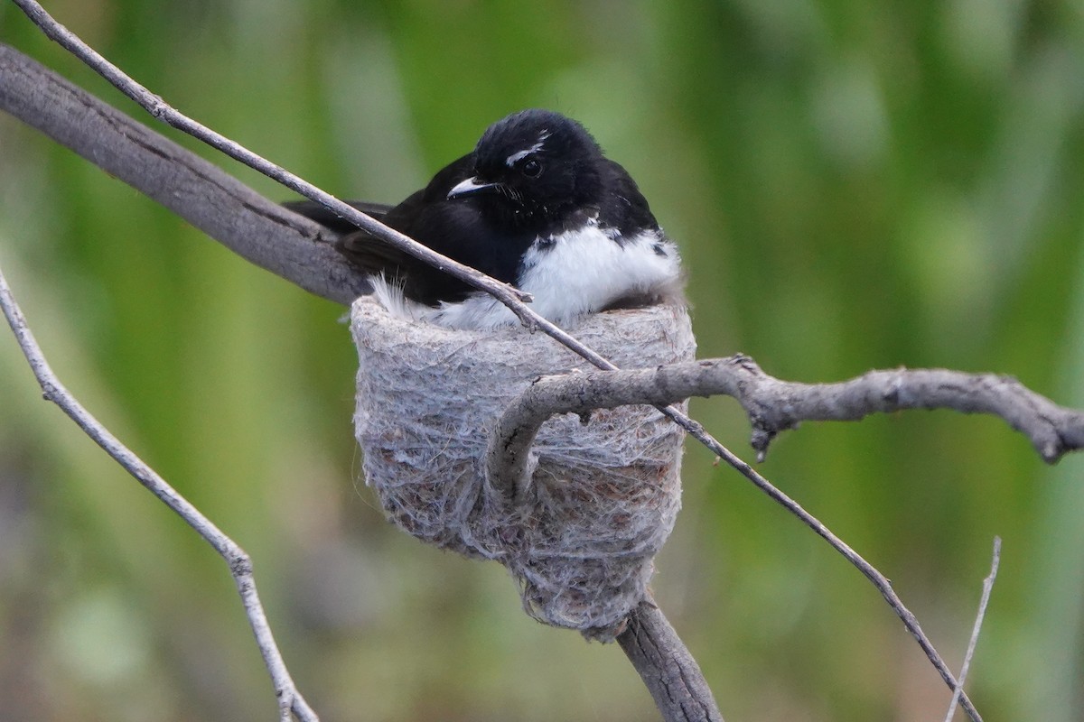 Abanico Lavandera - ML645769745