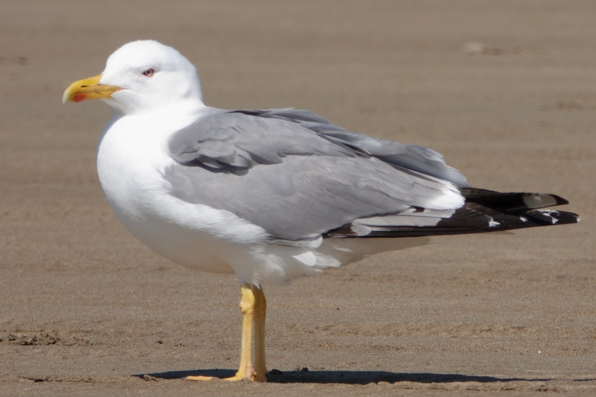 Gaviota Patiamarilla - ML645769747