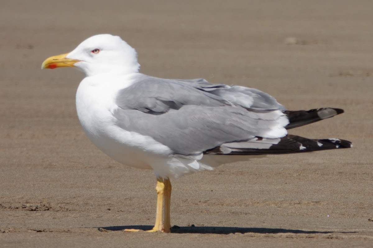 Gaviota Patiamarilla - ML645769748