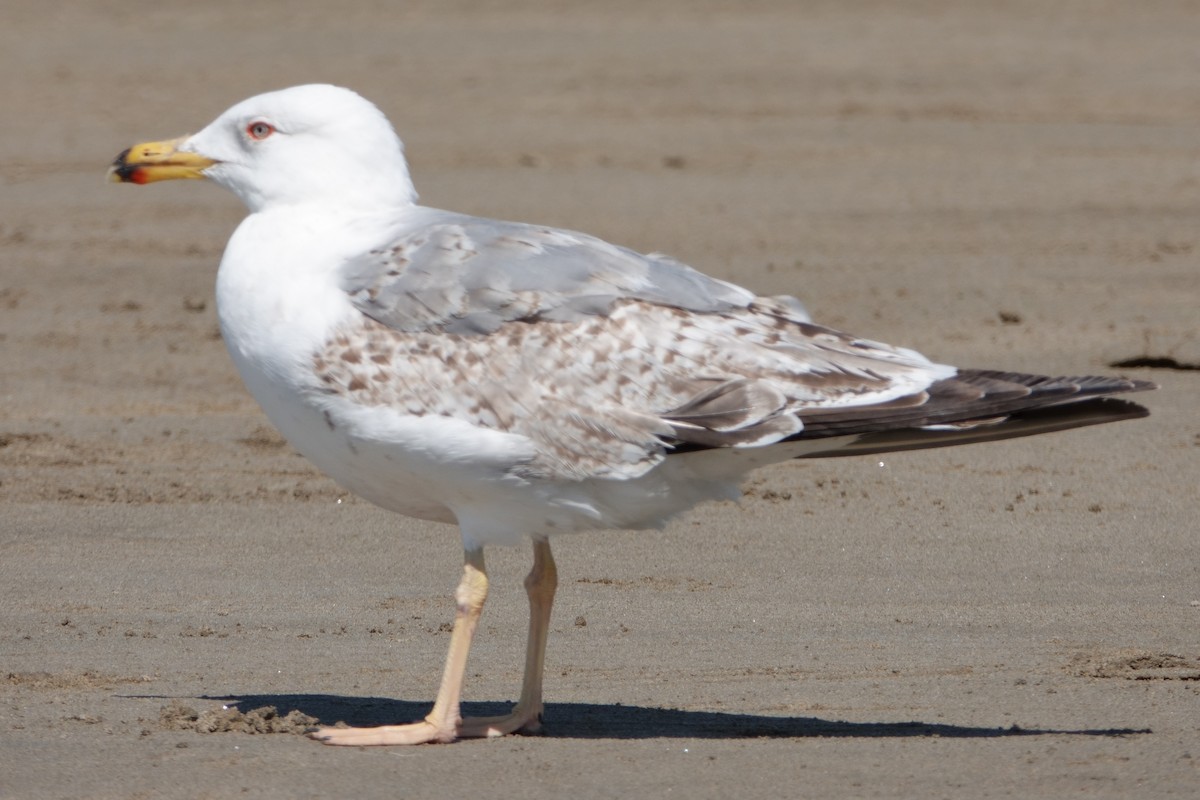 Gaviota Patiamarilla - ML645769749