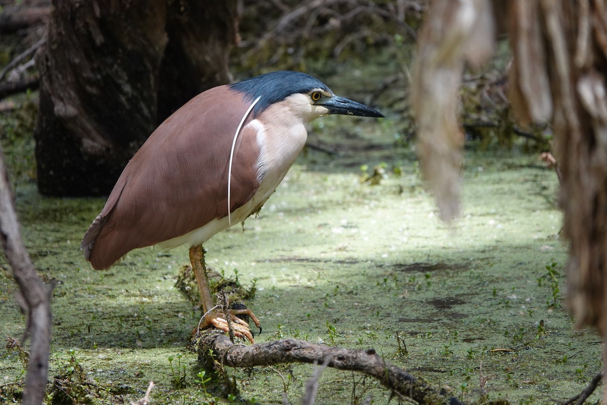 Martinete Canelo - ML645769750