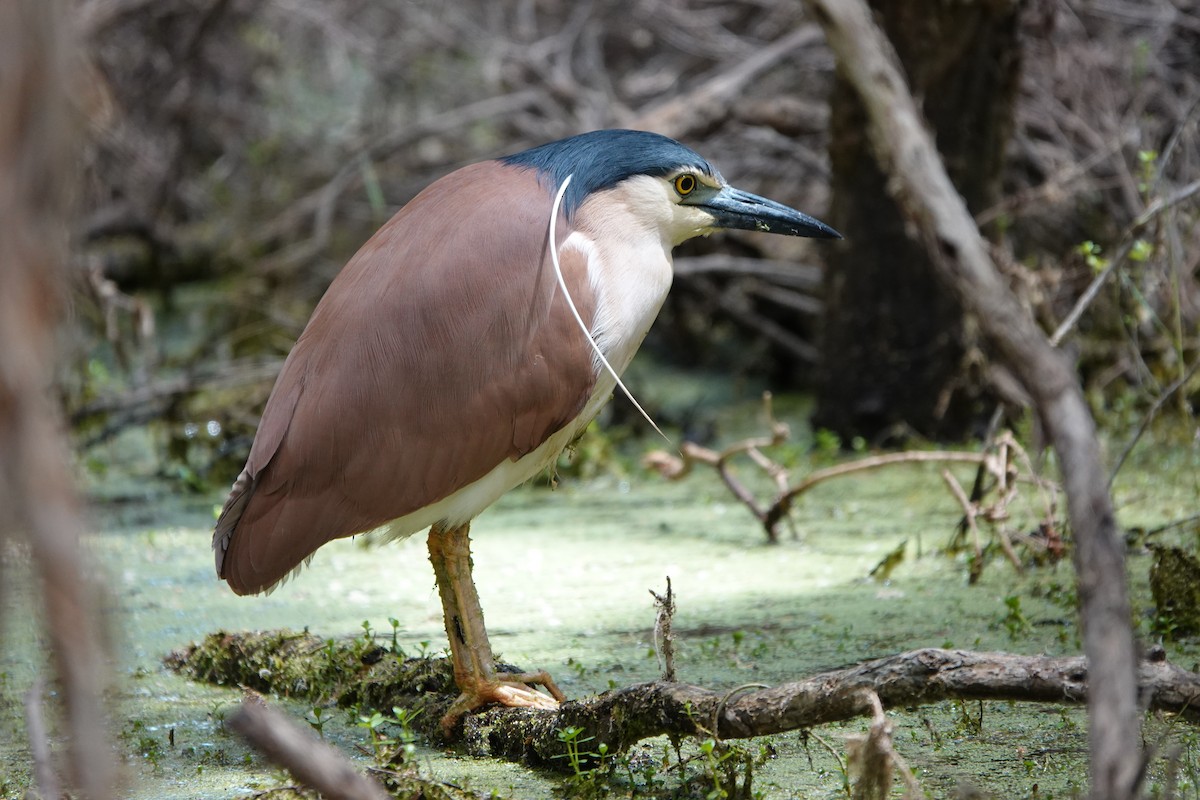 Martinete Canelo - ML645769751