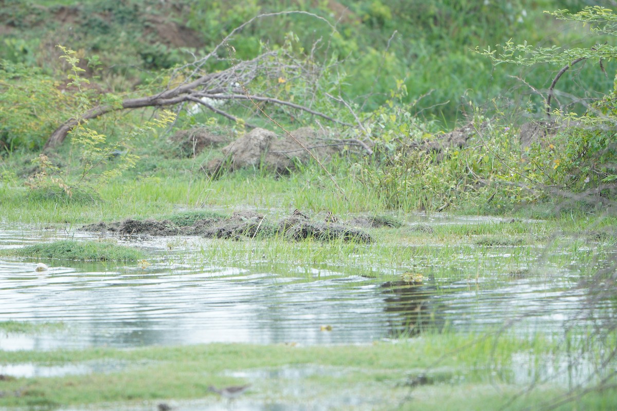 Agachadiza Colirrala - ML645769752