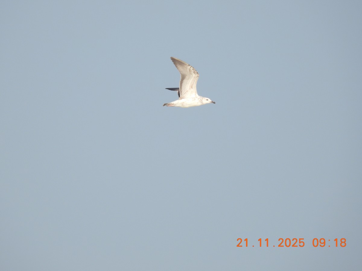 Gaviota/Gavión sp. - ML645769753