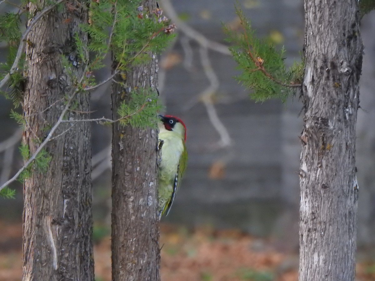 Pito Euroasiático - ML645769754