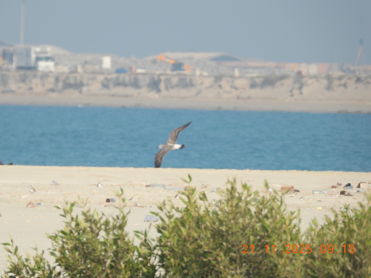 Gaviota/Gavión sp. - ML645769755