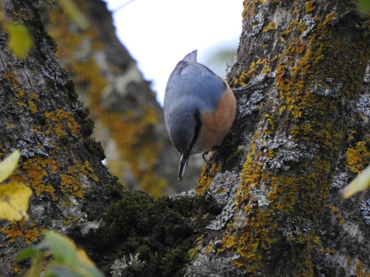 Trepador Azul - ML645769756