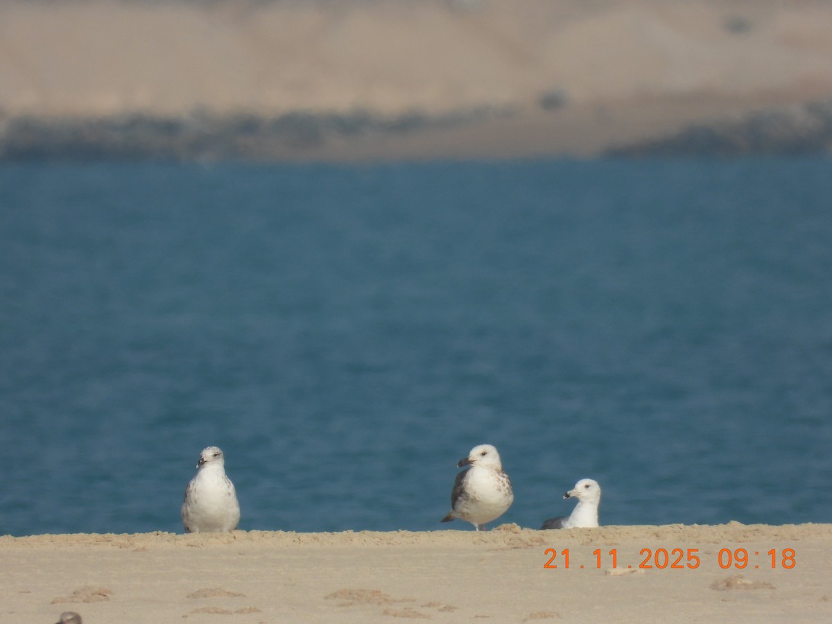 Gaviota/Gavión sp. - ML645769757