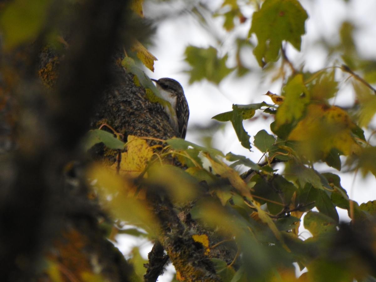 Agateador Euroasiático - ML645769758