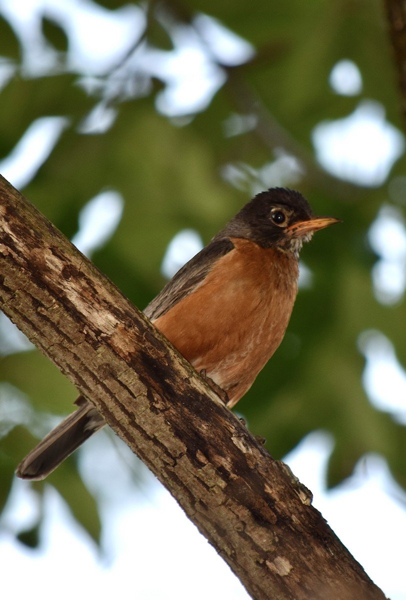 Zorzal Americano - ML645769759