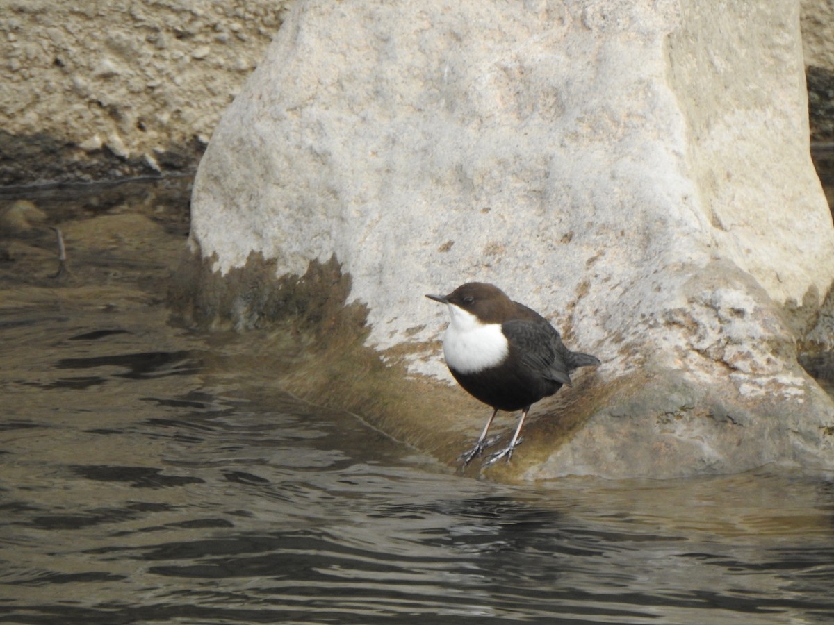 Mirlo Acuático Europeo - ML645769761