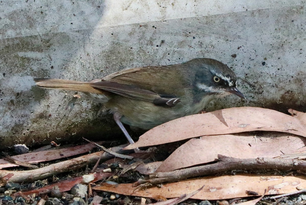 Sedosito Cejiblanco - ML645769762