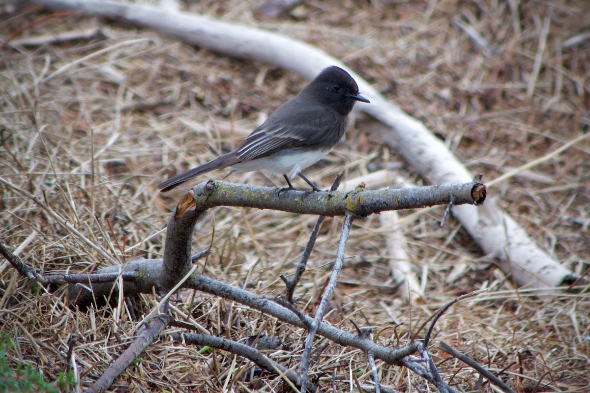 Mosquero Negro - ML645769763
