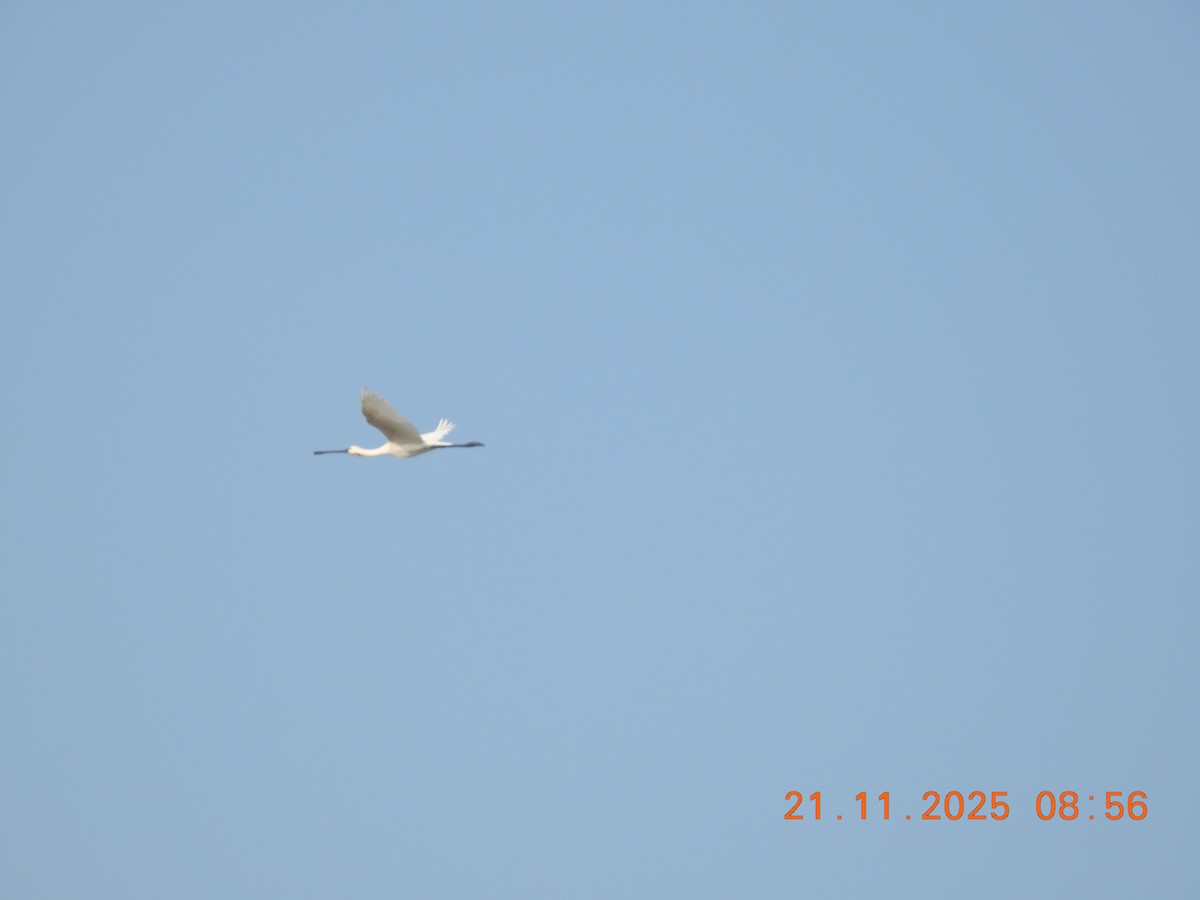 Espátula Común - ML645769764