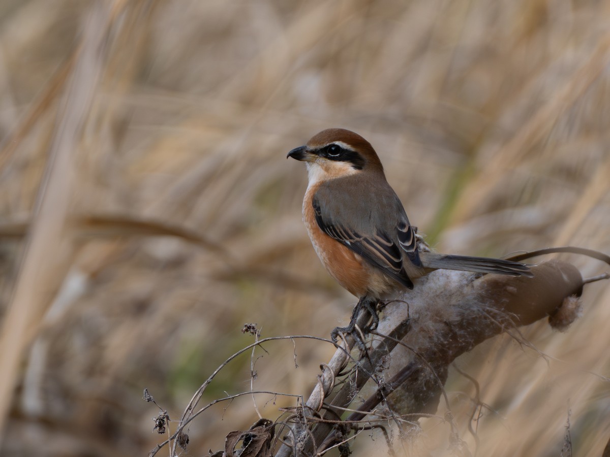 Alcaudón Bucéfalo - ML645769765