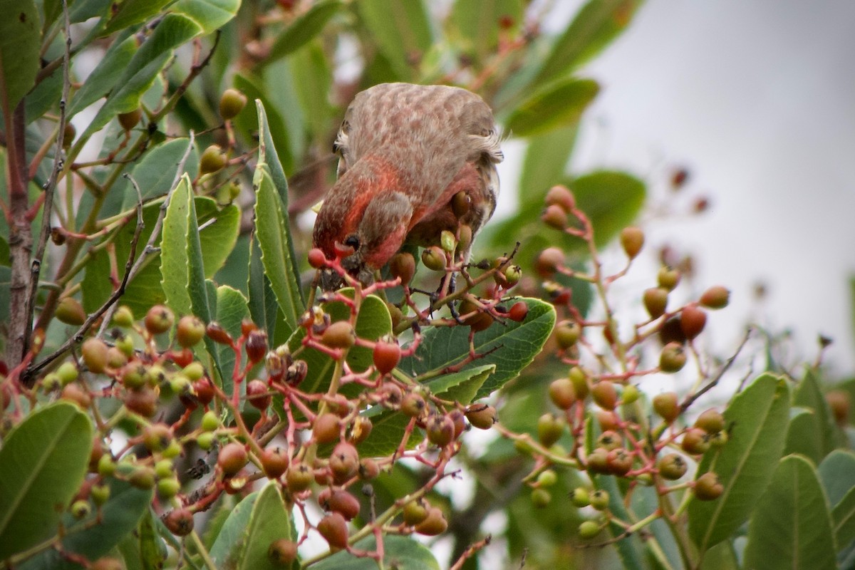 House Finch - ML645769770