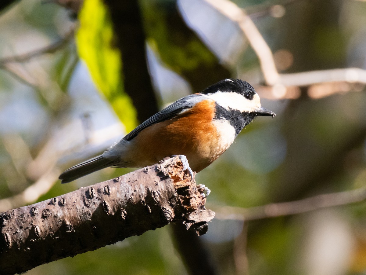 Varied Tit - ML645769771